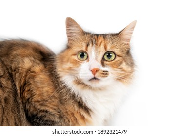 Long Haired Cats Images Stock Photos Vectors Shutterstock