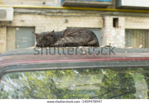 the cat is heated on\
the roof of the car