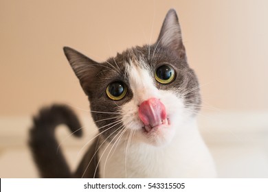 Cat With Her Tongue Out