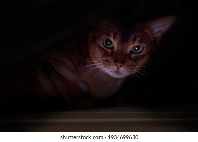 Cat Hid Under The Bed. Portrait Angry Cat, Dark Background