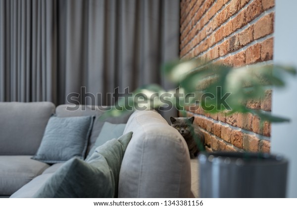 Cat Hidden Behind Bed Stock Photo Edit Now 1343381156