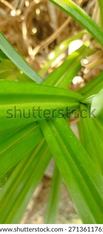 cat hide and seek behind the leaf