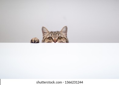 cat hide and seek in white background