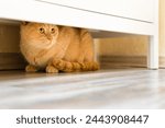 the cat hides under the closet from people. cat plays hide and seek. deviant behavior in cats. shy cat. 