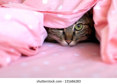 Cat Hiding In Bedsheets