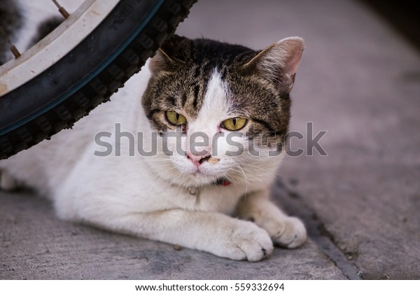 cat hiding behind\
bicycle