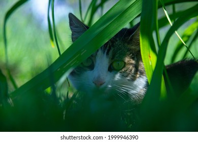 Cat Hiding Behind A Bush.