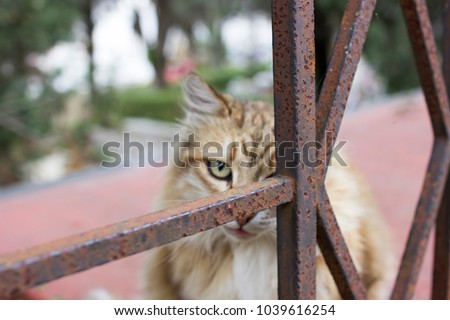 Cat Hiding Behind Rusted Fence