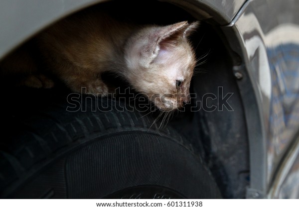 Cat hiding in car\
wheel.