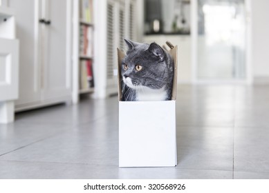 The Cat Hiding In Cardboard Box