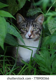 Cat hiding in the grass - Shutterstock ID 778900366