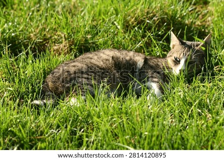 A cat hiding in grass