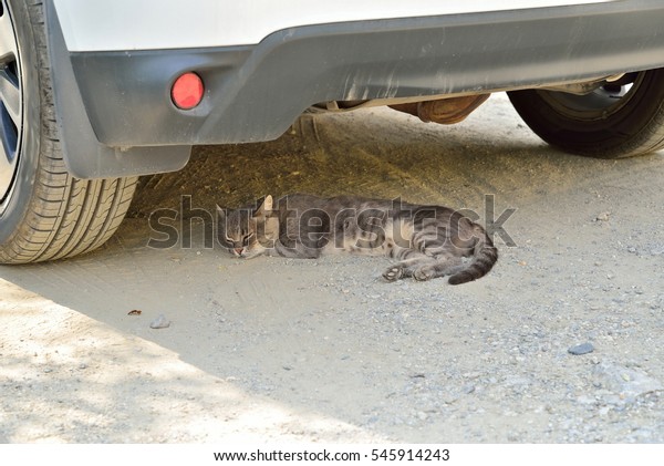 The cat is\
hiding from the heat under the\
car.