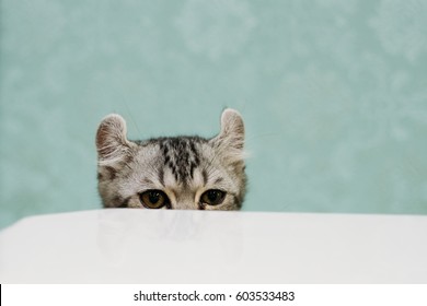 Cat Hiding Hide Seek Kitten