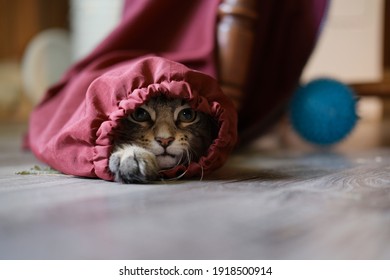 Cat Hiding Inside Red Jacket Sleeve With Paw Sticking Out.