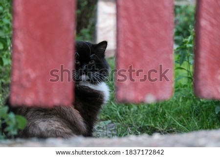 Cat hiding and looking over the fence. Yard cat behind a fence.