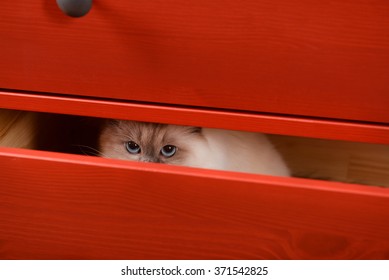 Cat hiding in the red wooden drawer