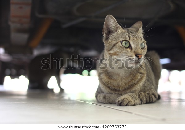 cat hiding under the\
car