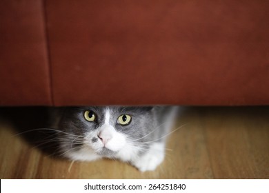 Cat Hiding Under Couch