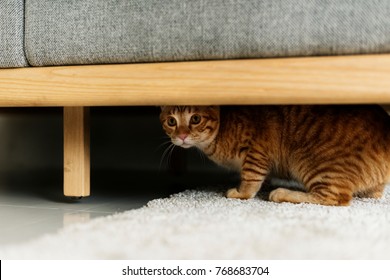 A Cat Hiding Under A Couch