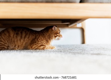 A Cat Hiding Under The Couch