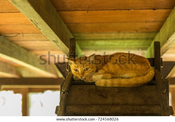 cat under house