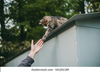 Cat High Five