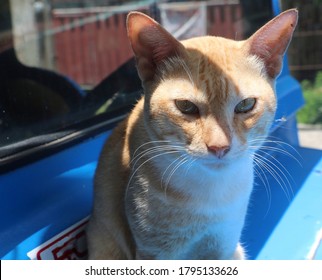 Cat In High Noon Sun And Shadow