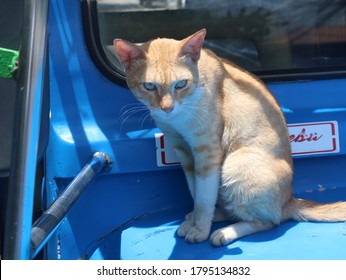 Cat In High Noon Sun And Shadow