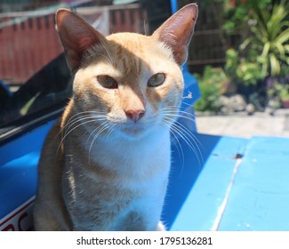 Cat In High Noon Sun And Shadow