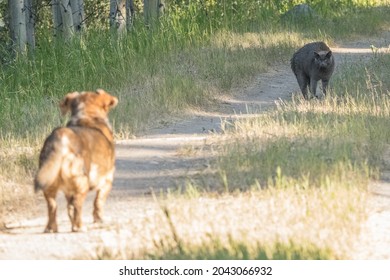 4,504 Cat hissing Images, Stock Photos & Vectors | Shutterstock