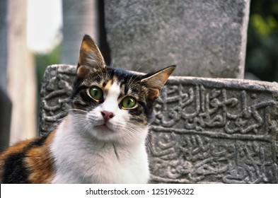 A cat in a historical Ottoman cemetery in Istanbul, Turkey.