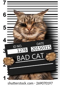 1,288 Cat criminal Images, Stock Photos & Vectors | Shutterstock