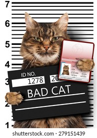 845 Cat jail Images, Stock Photos & Vectors | Shutterstock