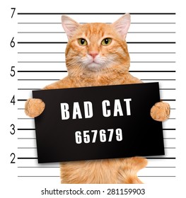 845 Cat jail Images, Stock Photos & Vectors | Shutterstock