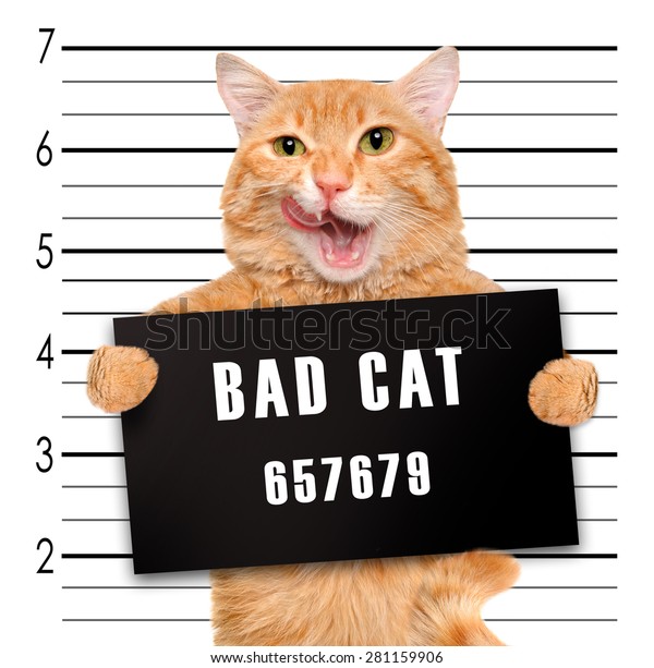 Cat Holding Banner Offender On White Stock Photo (Edit Now) 281159906