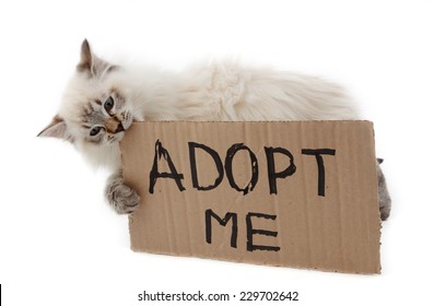 Cat Holding An Cardboard Sign With An Adoption Petition.