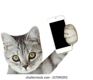 Cat Holding Mobile Phone