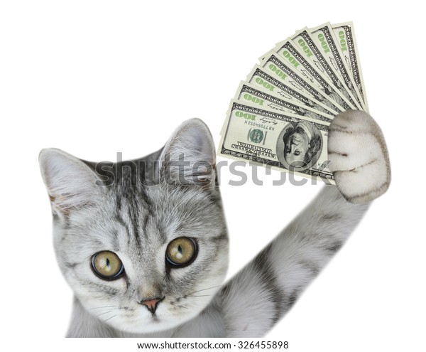 Cat Holding Money Stock Photo (Edit Now 