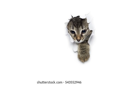 8,198 Cat in hole Images, Stock Photos & Vectors | Shutterstock