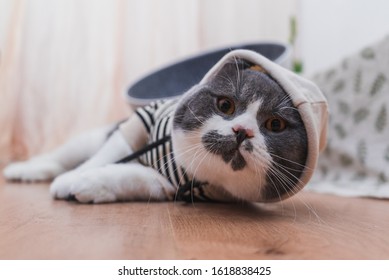 cat in hoodie