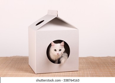 Cat In The Cat House