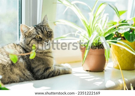 Cat and houseplant concept photo. Non toxic plants for pets. Pepromia and domestic animals. Urban jungle theme. Cat care.