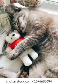 doll and cat