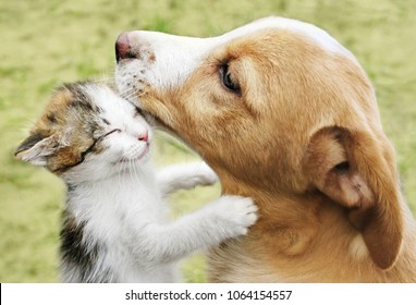 Cat hugs the dog.  Puppy and kitten cuddling 