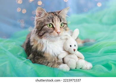 Cat Hugs A Little Toy Bunny. Kitten Lies On A Blue Green Background.  Pretty Kitten With Big Green Eyes. Cute Cat Close Up. Pet Care. Happy New Year. Tabby. Winter. Merry Christmas. 2023. December.