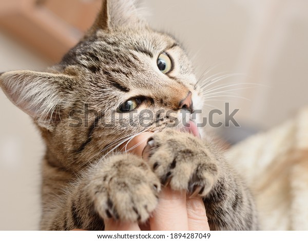 Cat Human Hands Playfully Bites Fingers Stock Photo Edit Now 1894287049