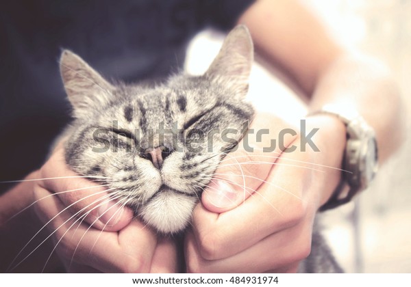cat in\
human hands, pleased feline with vintage\
effect
