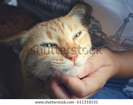Cat and human, portrait of happy cat with close eyes and hand of woman hugging kitten
