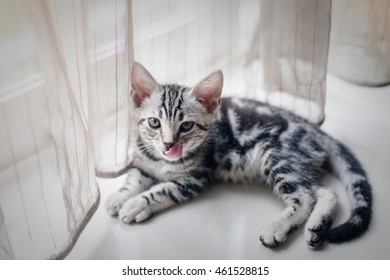 cat are hungry